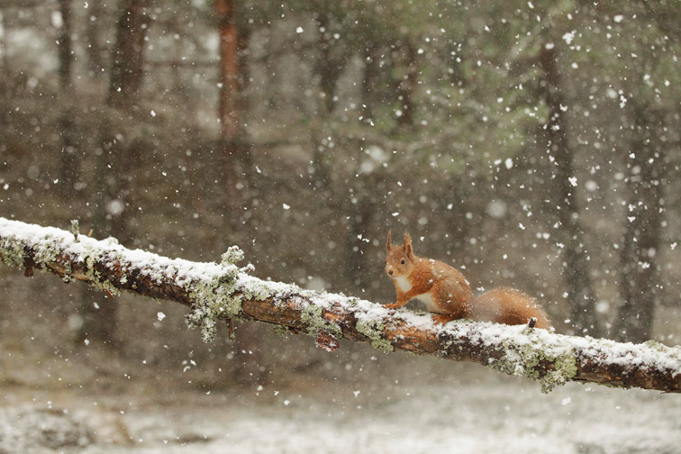 Red squirrel (Sciurus vulgaris) adult on log in woodland, Scotland, February